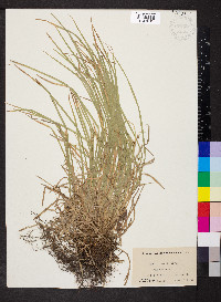 Carex jamesii image
