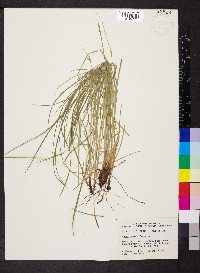 Carex jamesii image