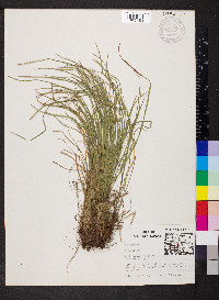 Carex jamesii image