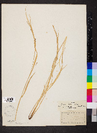 Carex jamesii image