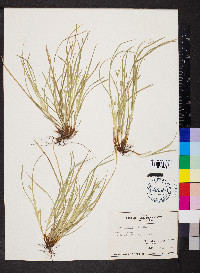 Carex jamesii image