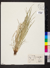 Carex jamesii image