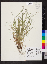 Carex jamesii image