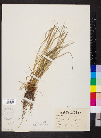 Carex jamesii image