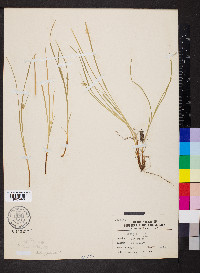 Carex jamesii image