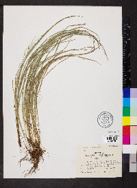 Carex jamesii image