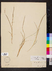 Carex jamesii image