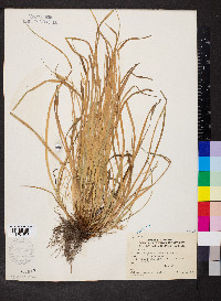 Carex jamesii image