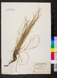 Carex jamesii image
