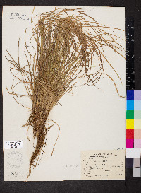 Carex jamesii image