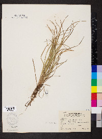 Carex jamesii image