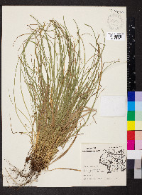 Carex jamesii image