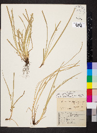 Carex steudelii image