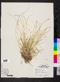 Carex jamesii image