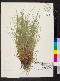 Carex jamesii image