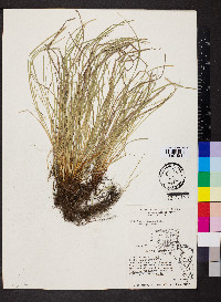 Carex jamesii image