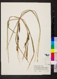 Carex lacustris image