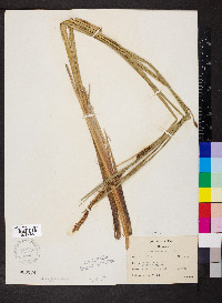 Carex lacustris image