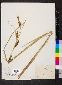 Carex lacustris image