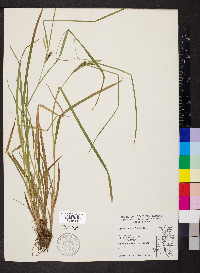 Carex lacustris image