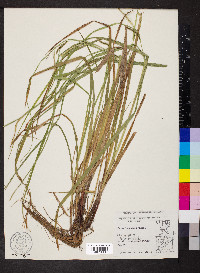 Carex lacustris image