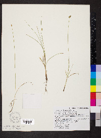 Carex leavenworthii image