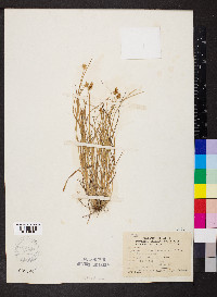 Carex leavenworthii image