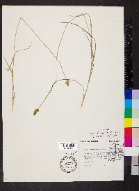 Carex leavenworthii image