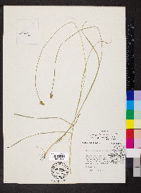 Carex leavenworthii image