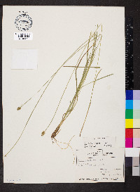 Carex leavenworthii image