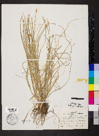 Carex leavenworthii image