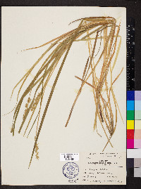 Carex laevivaginata image