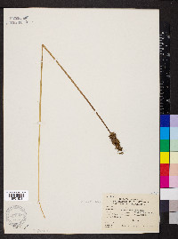 Carex laevivaginata image