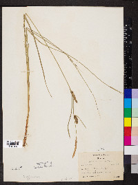 Carex lasiocarpa image