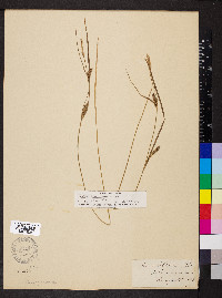 Carex lasiocarpa image