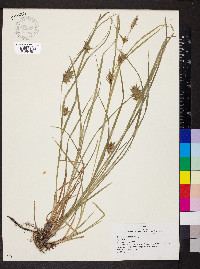 Carex louisianica image