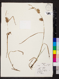 Carex louisianica image