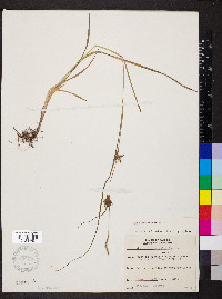 Carex louisianica image