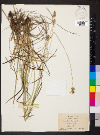 Carex lunelliana image