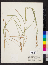 Carex muskingumensis image