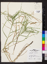 Carex muskingumensis image