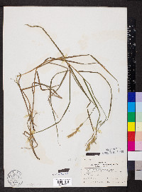 Carex muskingumensis image