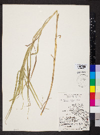 Carex muskingumensis image