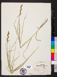 Carex muskingumensis image