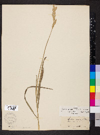 Carex muskingumensis image