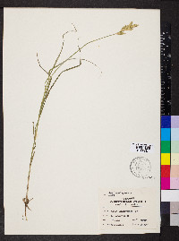 Carex muskingumensis image