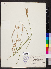 Carex muskingumensis image