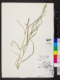 Carex muskingumensis image