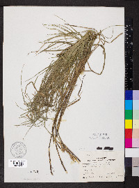 Carex muskingumensis image