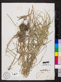 Carex muskingumensis image